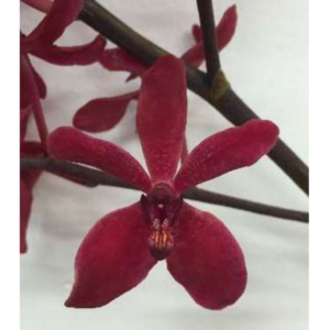ARANTHERA Azimah Red