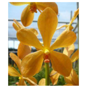 MOKARA Bright Orange