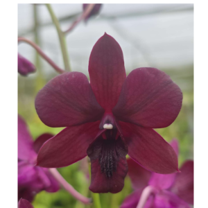 DENDROBIUM Black Beauty