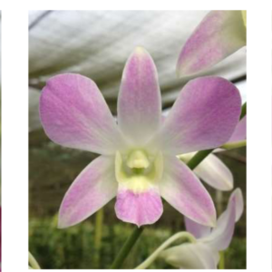 DENDROBIUM Lucy Pink