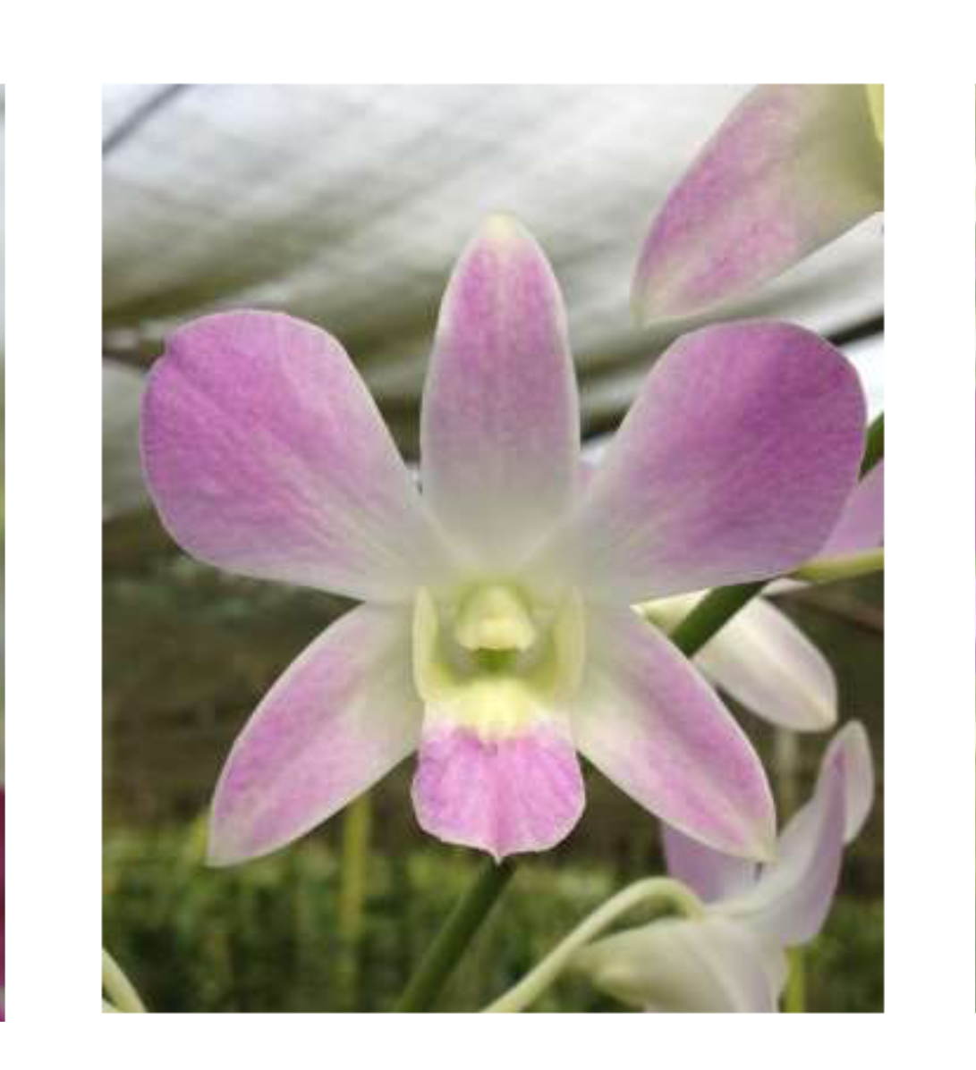 DENDROBIUM Lucy Pink