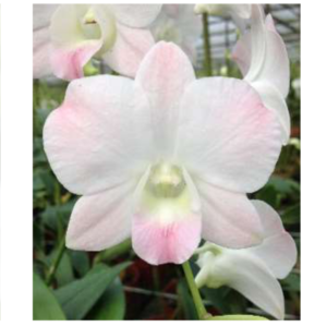 DENDROBIUM Cinta Sweet