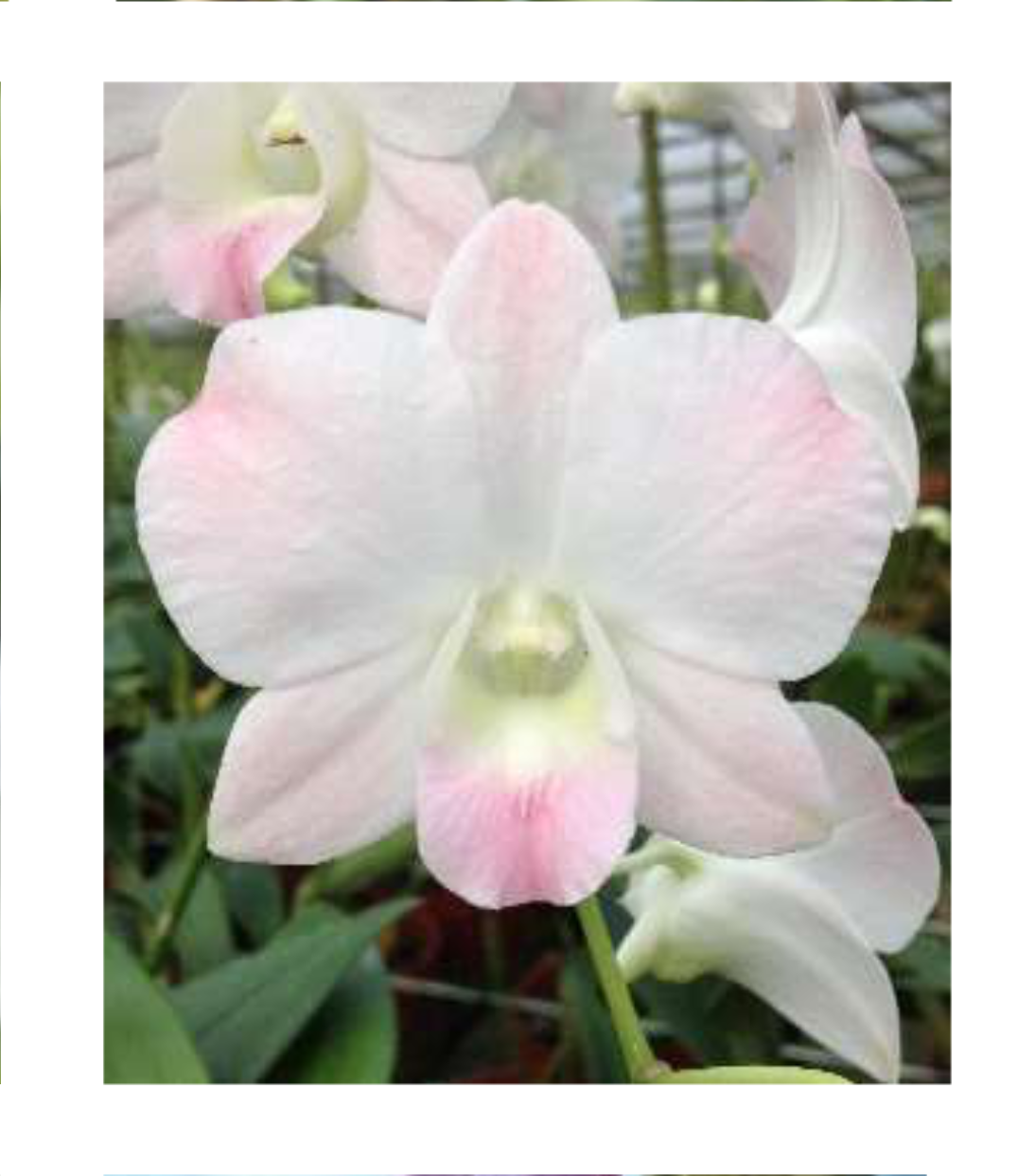 DENDROBIUM Cinta Sweet