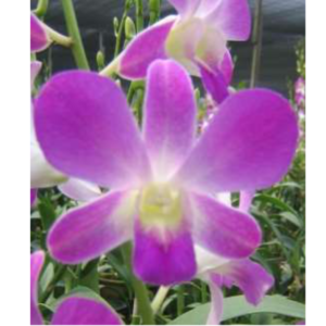 DENDROBIUM Purple Pink