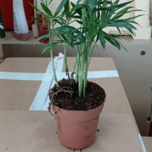 Mini Palm Plant