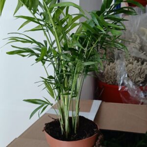 Indoor Palm Plant