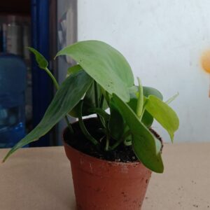 Tropical Green Leaf Plant