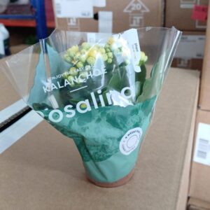 White Kalanchoe Plant