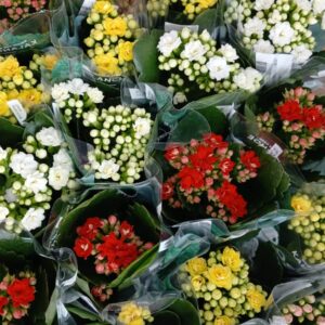 Mixed Color Kalanchoe Plant