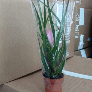 Long Leaf Decorative Plant