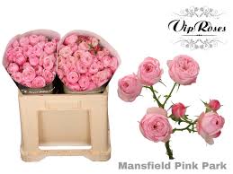 Mansfield Pink Park