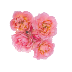 Julietta Pretty Pink